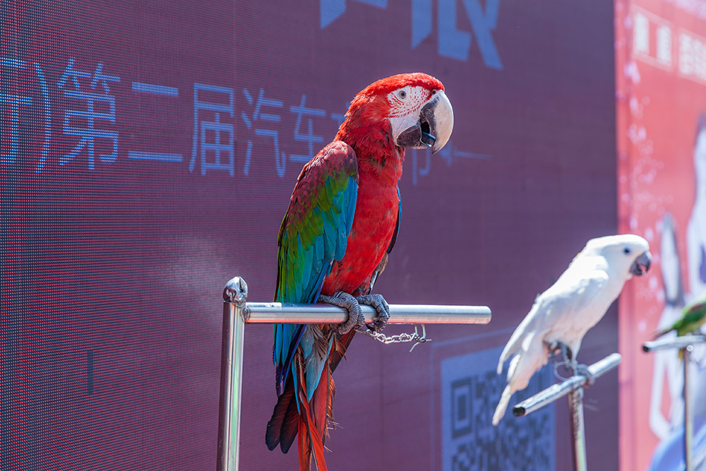 【車(chē)展第一天】遇到那個(gè)TA，放棄蘋(píng)果8......