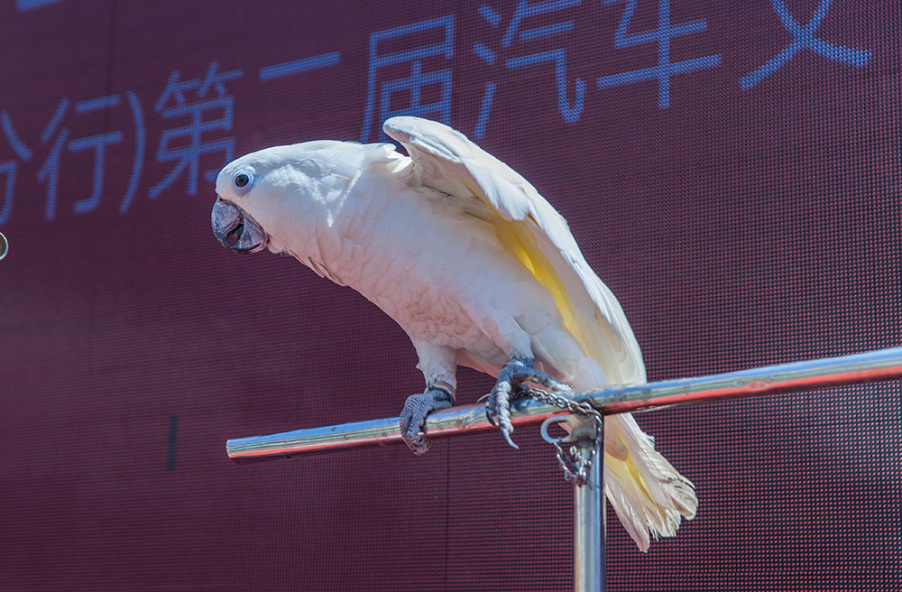 【車(chē)展第一天】遇到那個(gè)TA，放棄蘋(píng)果8......